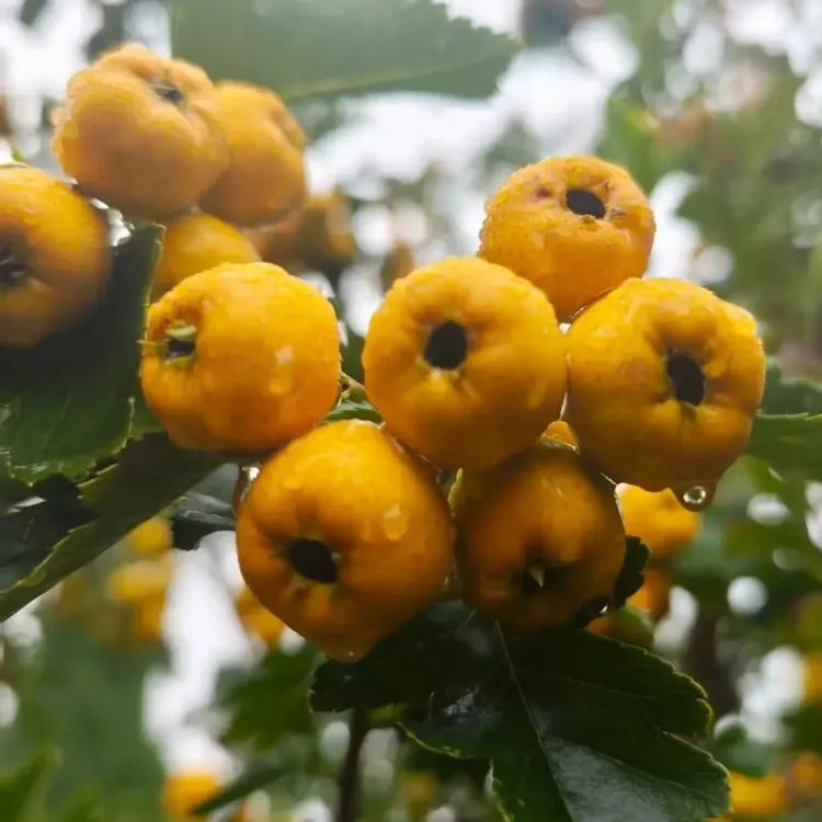 （顺丰包邮）沂蒙山如意黄甜山楂酸甜可口新鲜稀奇水果金如意山楂