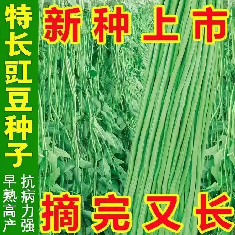 摘不败高产豇豆种绿条特长豆角春秋庭院田园易种蔬菜四季简单春季