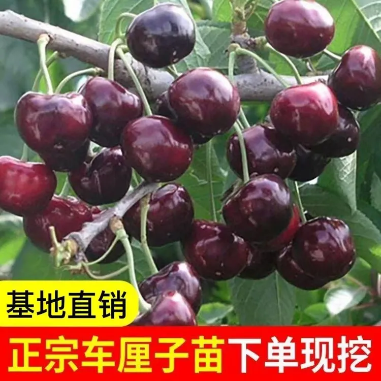 车厘子树苗盆栽矮化庭院地栽樱桃苗耐寒特大南北方种植明年结果