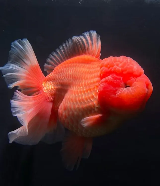 精品特色 玛丽泰狮冷水观赏鱼