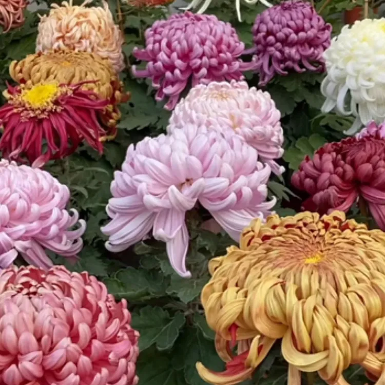 三盆任选【洹水盈月 宁静 皇冠 天赞濑户千草口红 三文鱼】土球发货