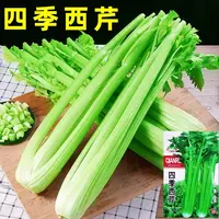 【全店满5元包邮】西芹种子玻璃翠实心芹菜种籽皇后香芹种蔬菜种子