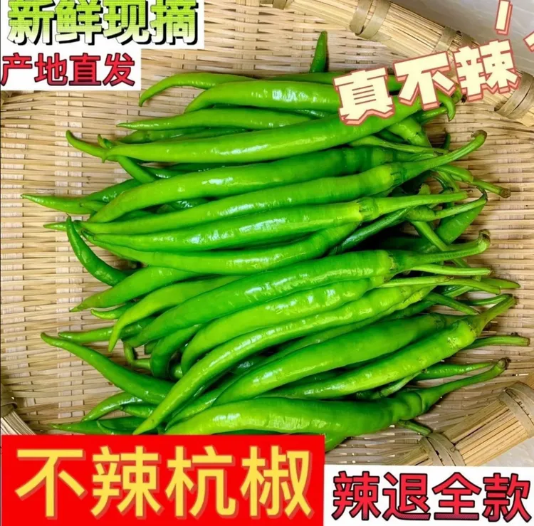 完全不辣 新鲜杭椒青辣椒不辣杭椒精品青椒薄皮蔬菜不辣辣椒农家