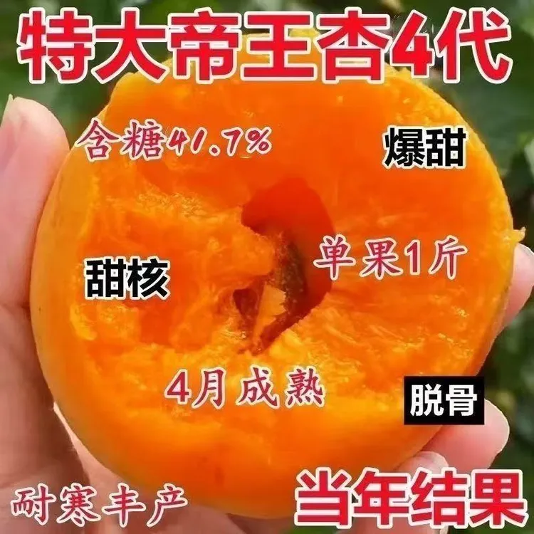 帝王杏树苗金太阳杏树嫁接杏树苗香甜杏树苗当年结果南方北方种植
