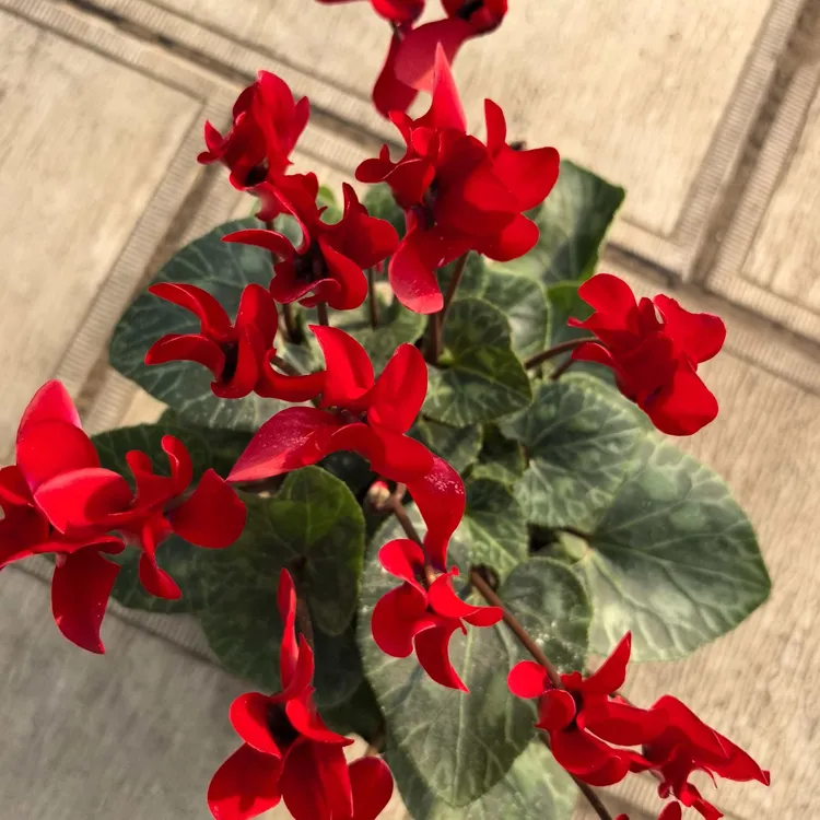 【组合福利款】F1代仙客来盆栽花带花发货室内外好养四季花卉