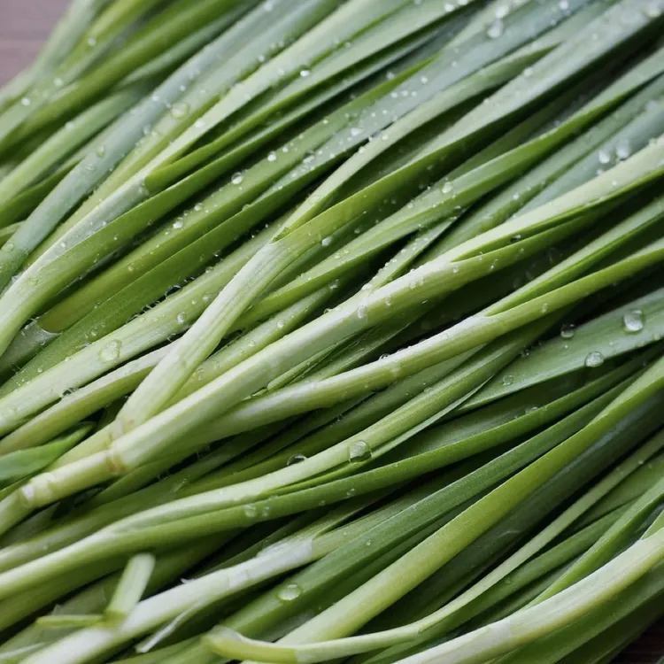 山东正宗头茬韭菜新鲜现割土棚种植不烧心家常菜