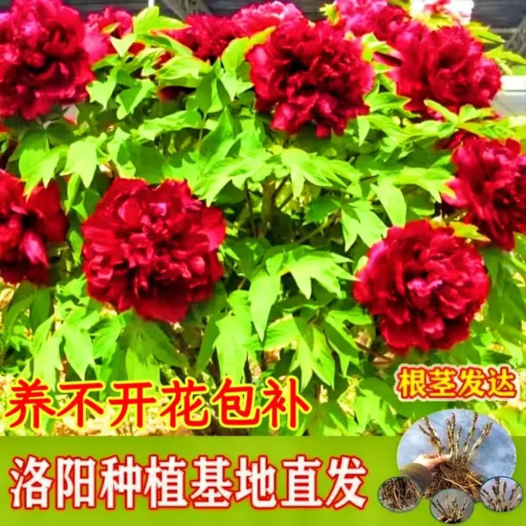 【洛阳红牡丹】鸿运满堂 8年老桩牡丹8枝条以上耐寒耐热 可盆栽地栽
