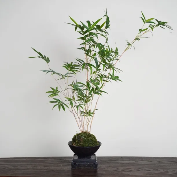 水培红观音鸿运竹小巧精致桌面书桌茶桌绿植摆件国风绿植好养易活
