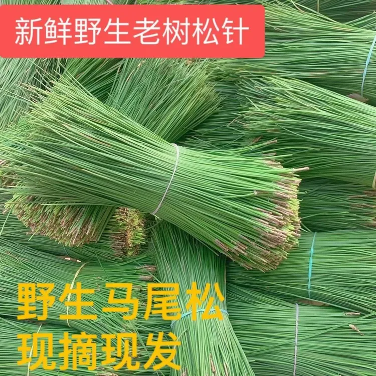 松针茶食用新鲜松三叶针松酵素蒸包子松针蒸笼垫清热松针编织马尾