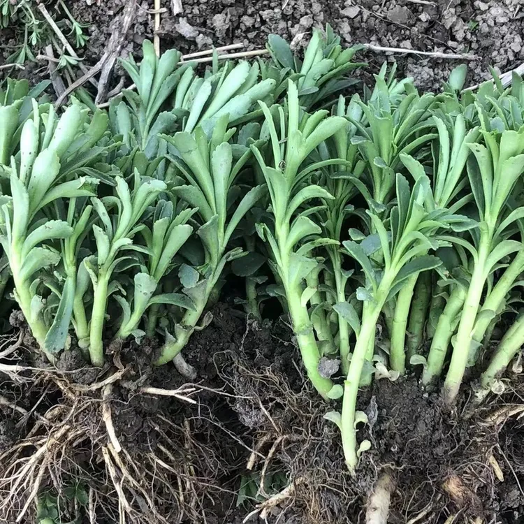 【养心菜】止痒草高钙菜救心菜苗景天三七费菜四季阳台盆栽保健菜