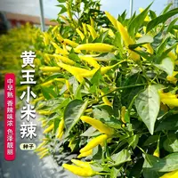 【满五包包邮】小米辣椒种子四季高产特辣朝天椒野山椒种子