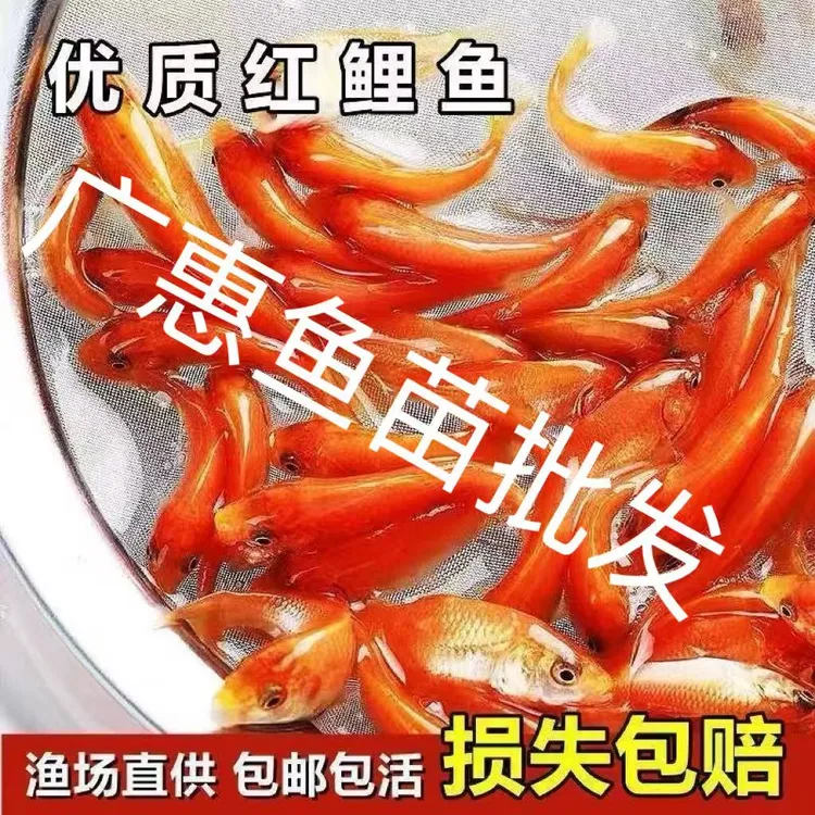 兴国红鲤鱼好养活冷水红鲤鱼观赏鱼包邮