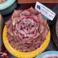 多肉一物一拍0219-161