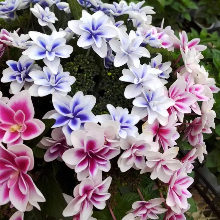 【扶若绣球】新品小规格绣球花专拍链接