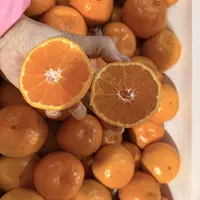 【六妈推荐】金秋蜜橘口感好水分足 1份3斤起 辽宁发货