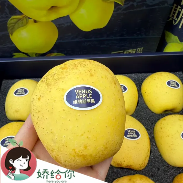 【顺丰包邮】当季精选黄金维纳斯苹果脆甜多汁宝宝辅食约4.5斤礼盒