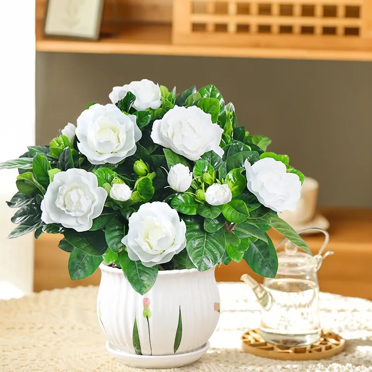 栀子花盆栽花卉植物室内花阳台带花苞绿植盆栽四季开花