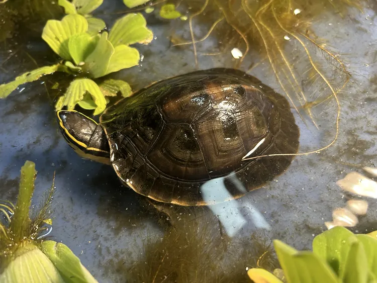 线安碌仔与龟苗纯种冷水养殖活体可直播现场挑选