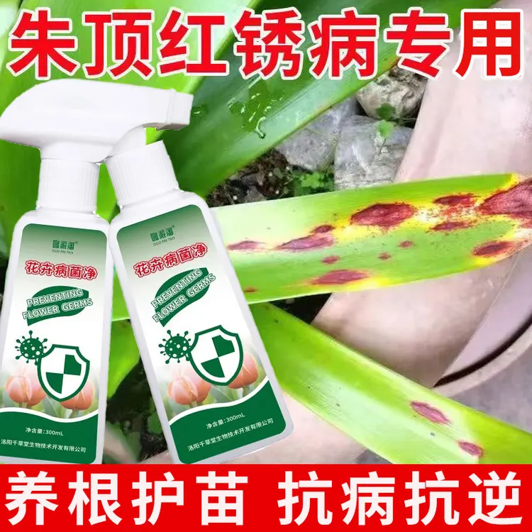 朱顶红锈病喷剂园艺绿植烂根红斑焦尖软腐炭疽白粉病营养液液体肥