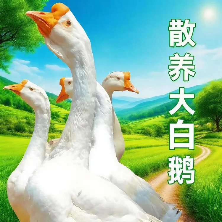 农家散养土货二年老鹅纯粮食喂养