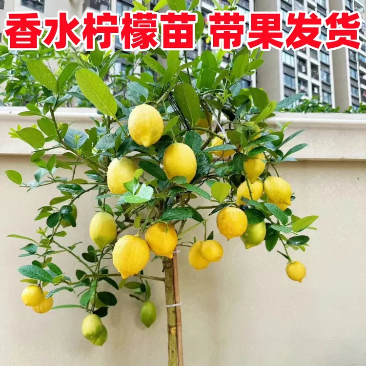 香水柠檬树盆栽带果可食用老桩植物树苗室内阳台懒人好养绿植花卉
