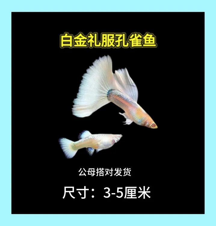 白金礼服黄礼服白子 精品孔雀鱼小型观赏鱼淡水鱼