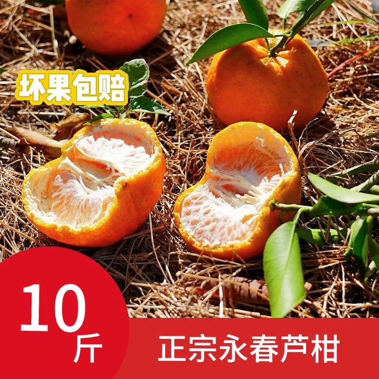 永春芦柑鲜果当季新鲜时令水果皮薄多汁香甜柑橘现采现发