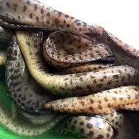 东山岛海鳗鱼 花豹鳗鱼 速冻锁鲜