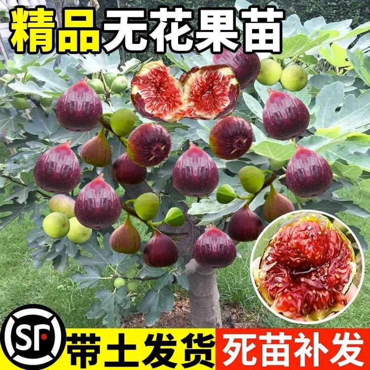 榴莲盆栽苗四季特大波姬红南北方阳台种植格莱斯柚子树果树苗