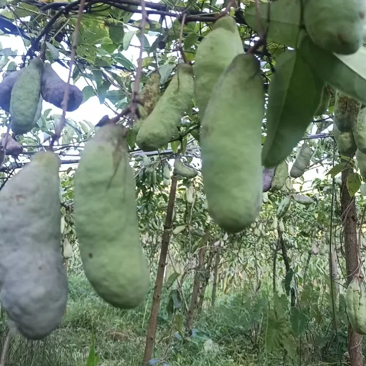 云贵高原现摘八月瓜当季新鲜水果口感香甜肉质细嫩