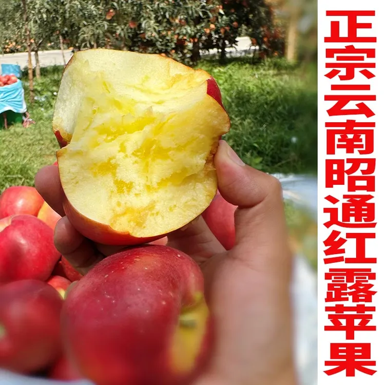 2025年正宗高原红露冰糖心云南昭通正宗丑苹果