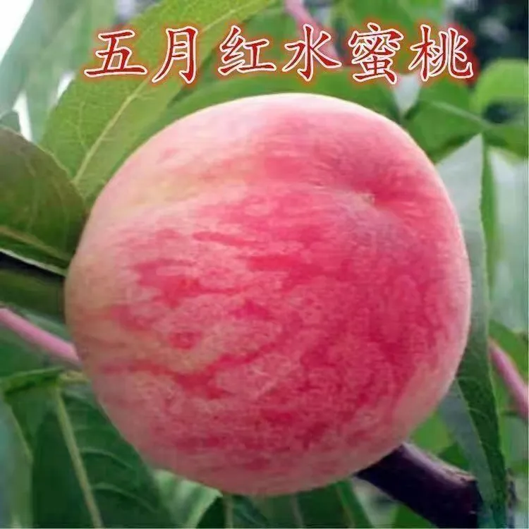 嫁接新品五月红水蜜桃树苗盆栽地栽南北方种植大果桃树苗当年结果