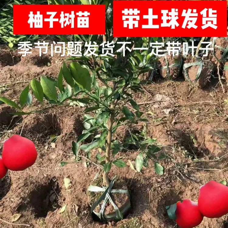 柚子树苗盆栽地栽当年结果耐寒易活枇杷树苗四季种植果树商品图