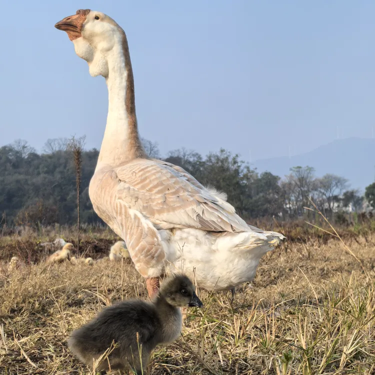 宠物俄活体 健康要好养 京东包邮到家
