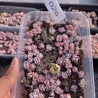 云糖心多肉植物26