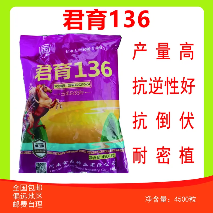 国审君育136玉米种，抗逆性好、抗倒伏、产量高、耐密植，1袋起发。
