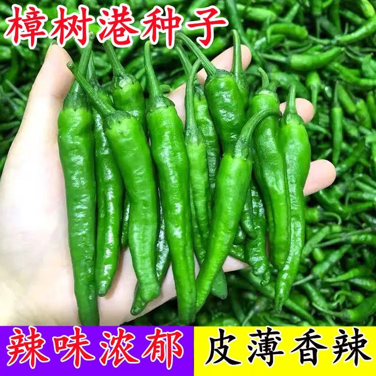 樟树港椒种子樟树辣椒种子正品清香薄皮辣椒新种春秋四季播种蔬菜