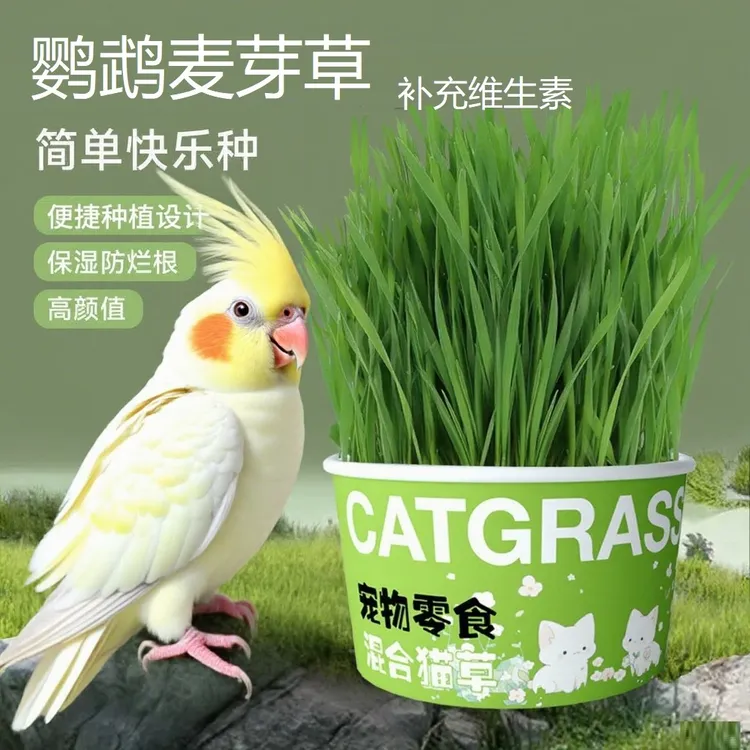 鹦鹉麦芽草粮大麦种子鹦鹉啃咬饲料鸟草盒零食促进消化解闷防啄毛