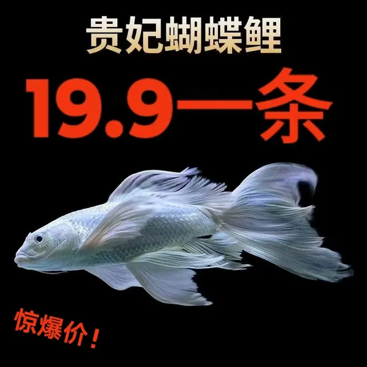 精品蝴蝶鲤普身纯种赛级贵妃大鳍大尾活体锦鲤鱼观赏包活