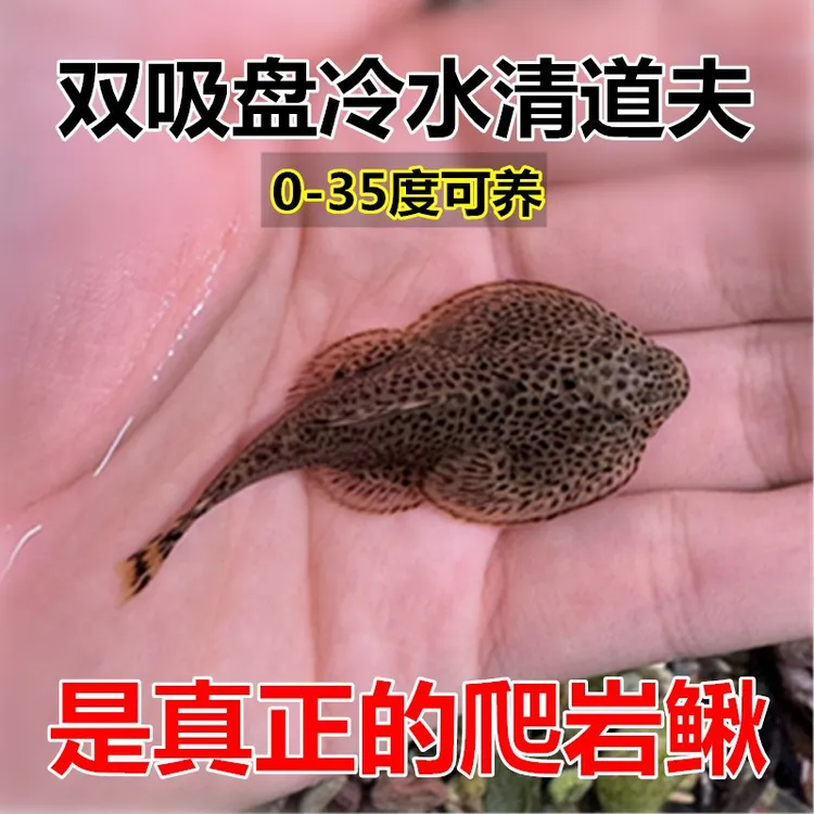 冷水清道夫 贵州爬岩鳅 清洁鱼 工具鱼 琵琶鱼 擦玻璃 吃垃圾