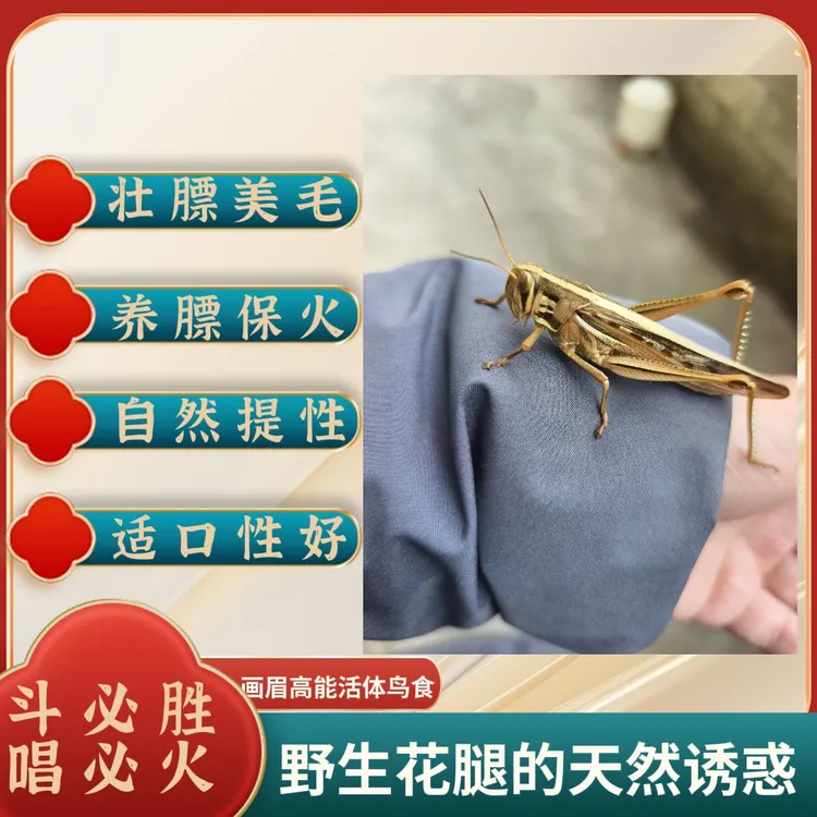 鲜活野生混装大花面蝗虫 画眉提性鸟食 斗鸟比赛丁猛 壮膘收身