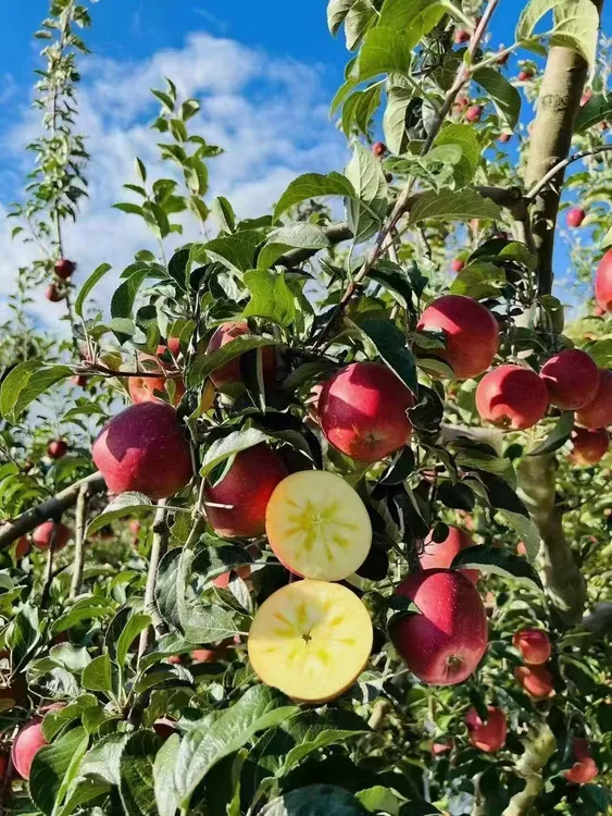 云南昭通冰糖心丑苹果红富士【新鲜现摘脆甜多汁】