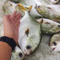 【马鲛仔海产】特大金鲳鱼1斤-1.2斤条 5条装  速冻发货 博贺港顺丰