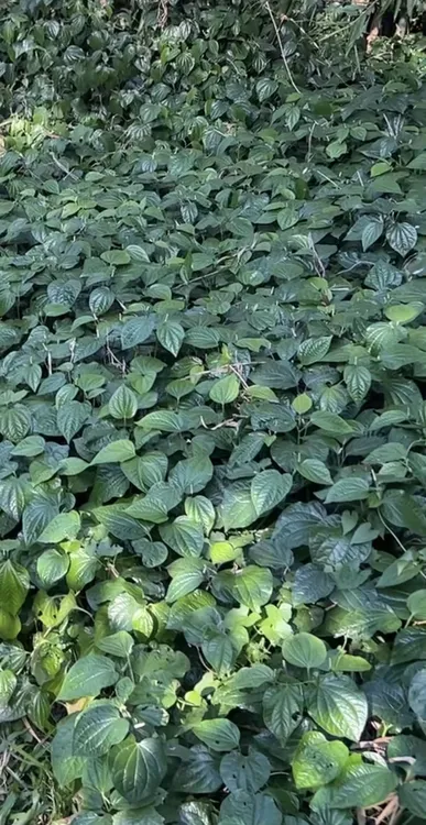 湛江特产新鲜蛤篓叶