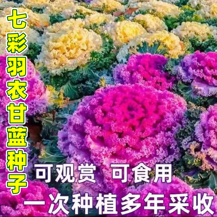 【彩色羽衣甘蓝种子】家庭阳台小院四季种植盆栽地栽易种易活