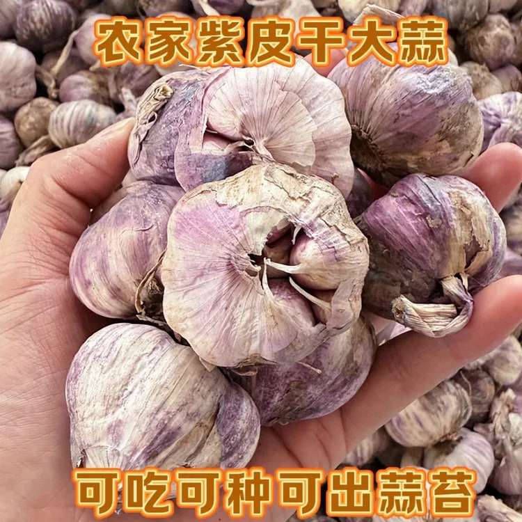 正宗贵州紫皮干大蒜头农家老品种自种新蒜种子5斤装