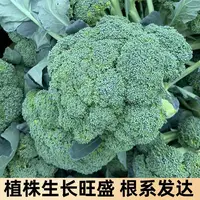 【满五包包邮】新种西兰花种子春夏秋季花椰菜籽耐热抗寒