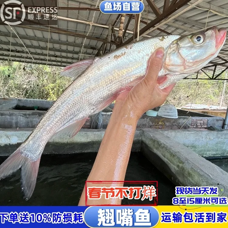 翘嘴鱼米级翘壳鱼淡水鱼翘鲌白鱼宠物水族活体鱼观赏鱼路亚凶猛鱼
