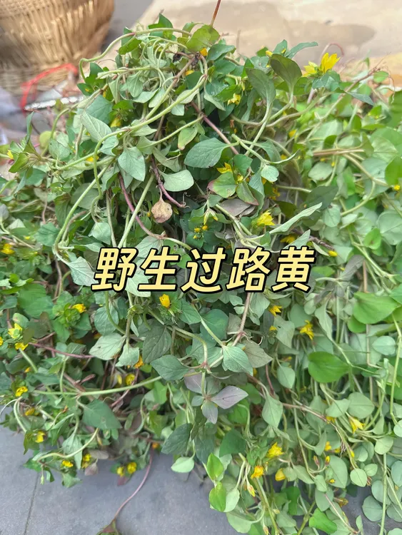 四川野生大叶过路黄正宗金钱草农家太阳晒干大叶排草川黄2025新货