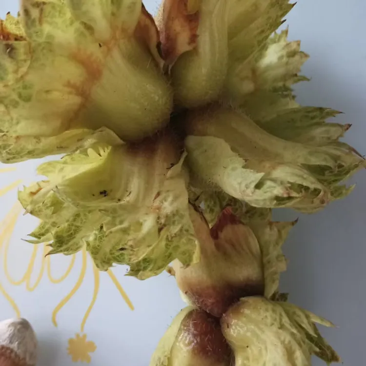 手工扒制大榛子现摘现发美味可口营养丰富，颗粒饱满，无硫磺熏染